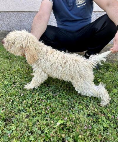 Lagotto Romagnolo, dostupni tenci